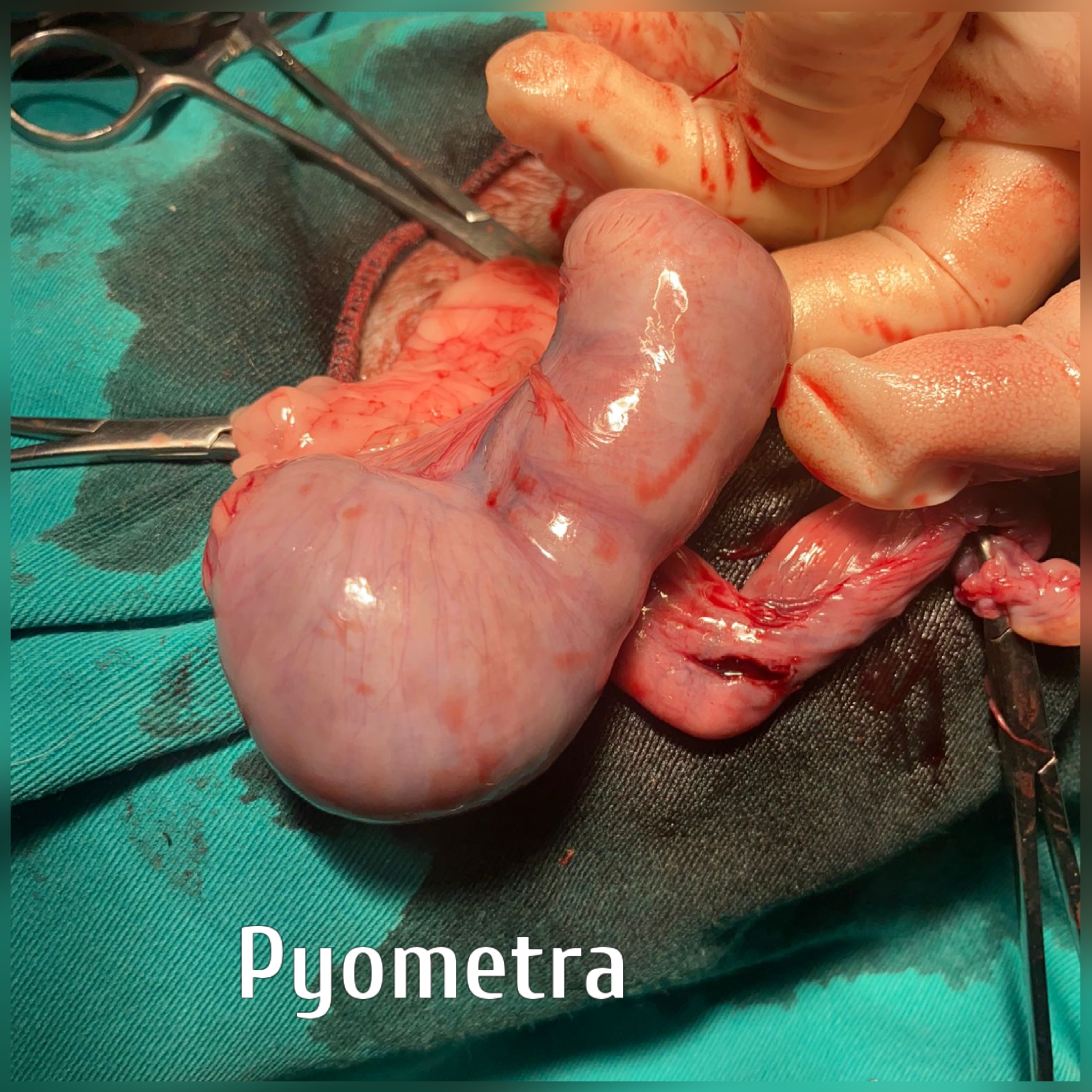 pyometra